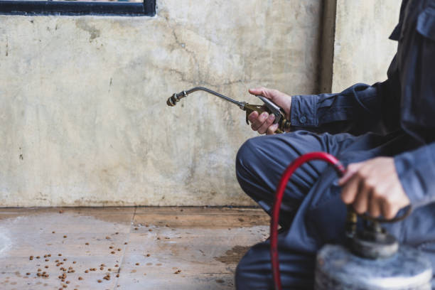 Best Local Pest Control Services  in Golden Valley, AZ